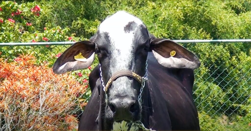 Girolando leva demandas do leite à Câmara. 8 Girolando leva reivindicações do setor leiteiro à Câmara dos Deputados e Receita Federal • Portal DBO