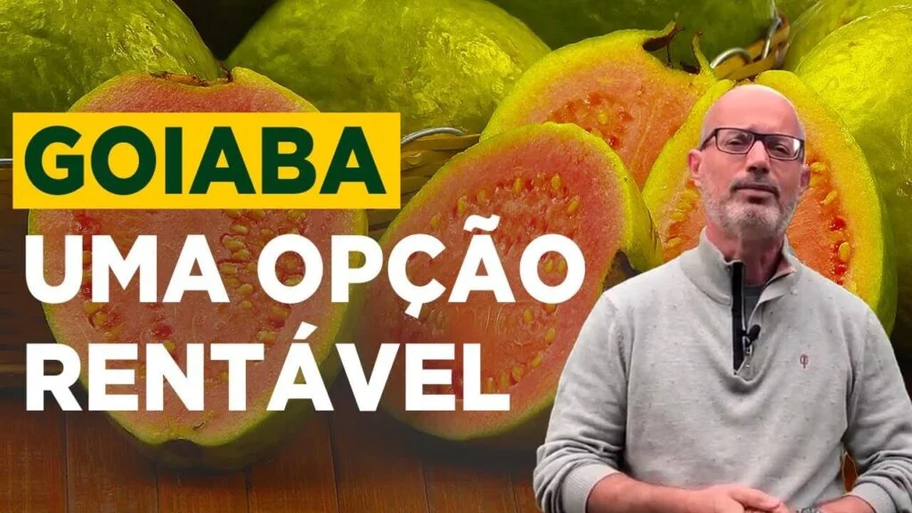 GOIABA: LUCRO CERTO PARA PEQUENOS PRODUTORES 2 goiaba lucro certo para pequenos produtores