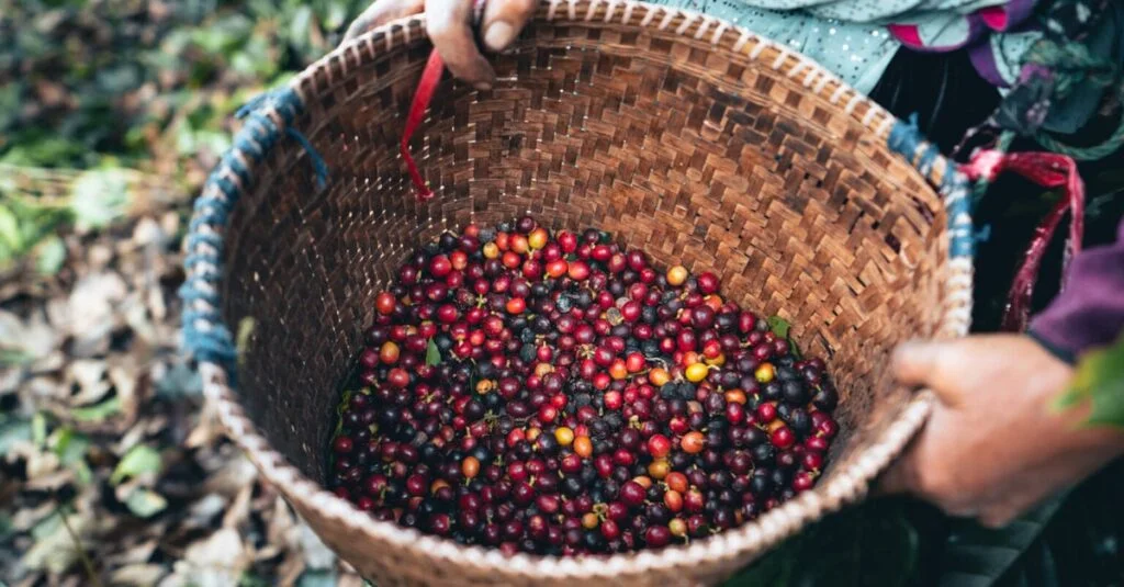 incertezas sobre o clima limitam escoamento de grãos; confira as cotações