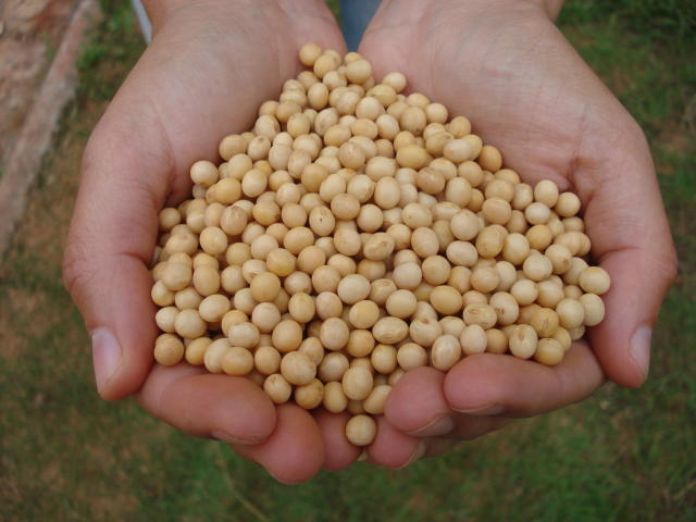 Grãos: Atualização de preços para esta quinta-feira