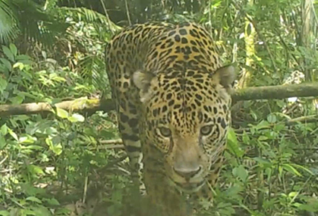 51 onças-pintadas são encontradas e registradas em guia de identificação