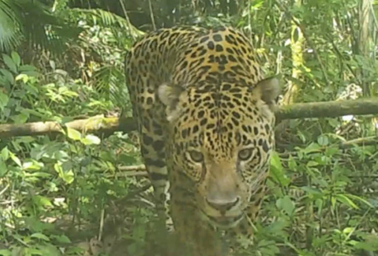 Guia de identificação: 51 onças-pintadas localizadas 1 51 onças-pintadas são encontradas e registradas em guia de identificação