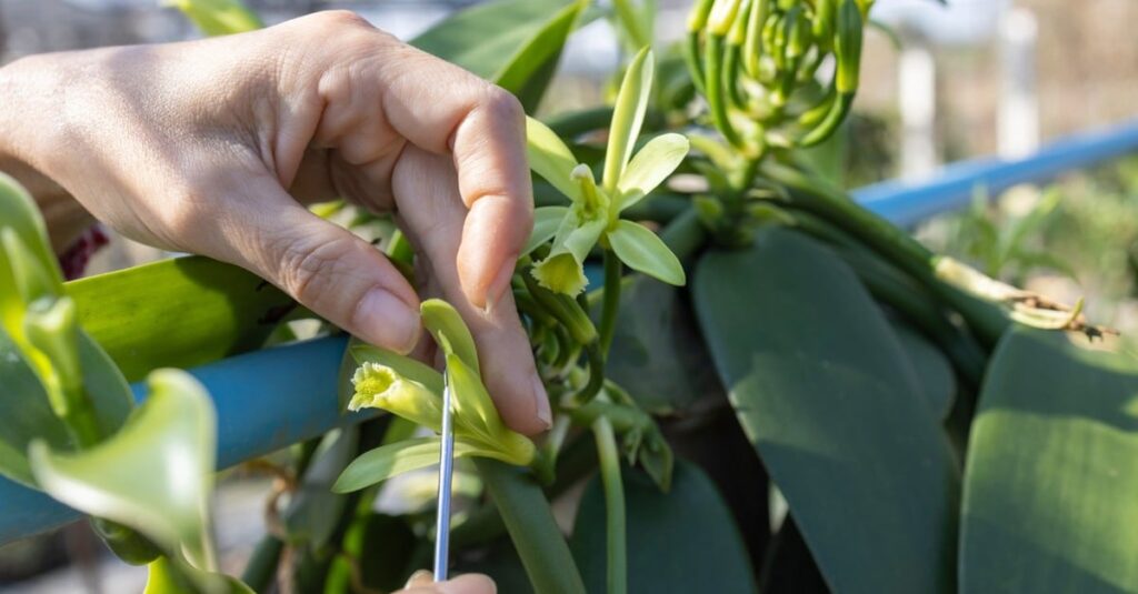 Embrapa lança livro digital sobre cultivo e manejo da especiaria