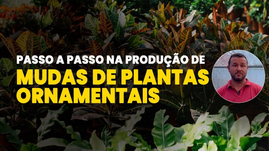guia pratico mudas de plantas ornamentais