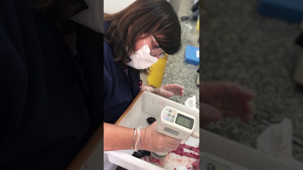 homenagem da embrapa amapa ao dia nacional da ciencia e dia nacional do pesquisador