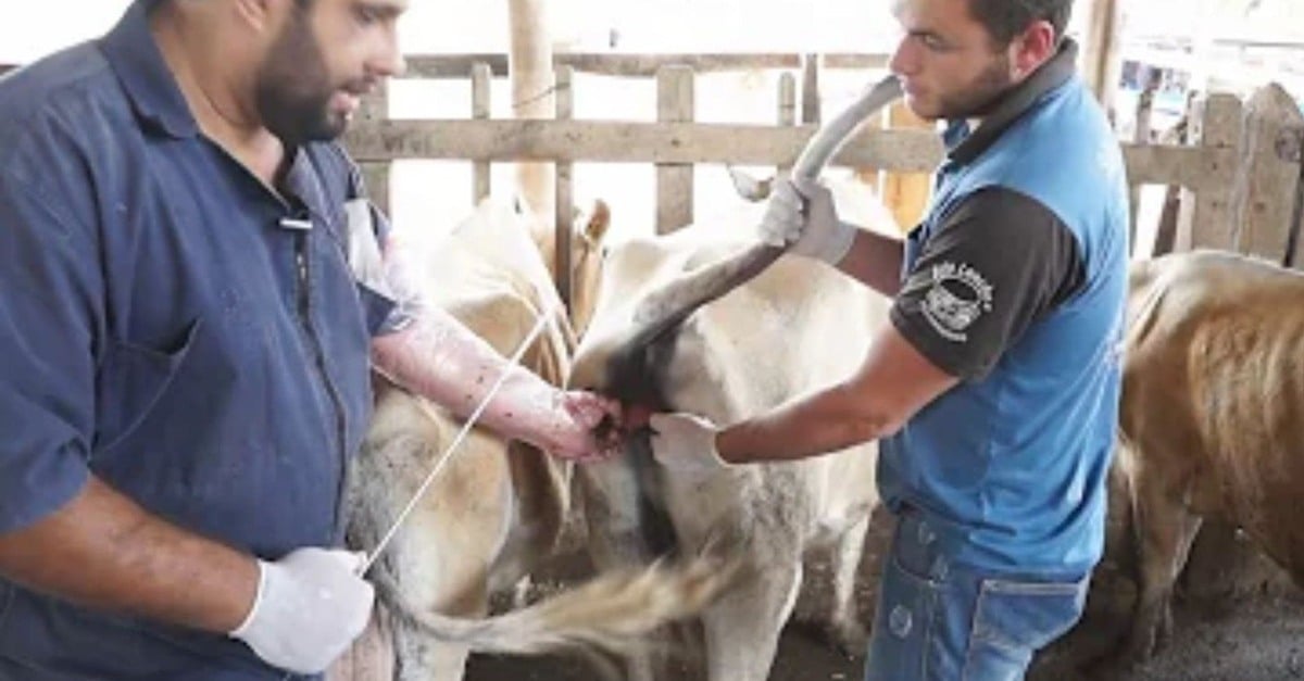 IATF: por que a técnica já responde por mais de 20% das prenhezes no Brasil?