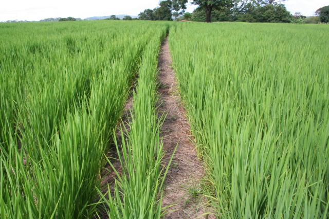 IBGE prevê aumento na colheita de arroz, feijão e sorgo em 2024