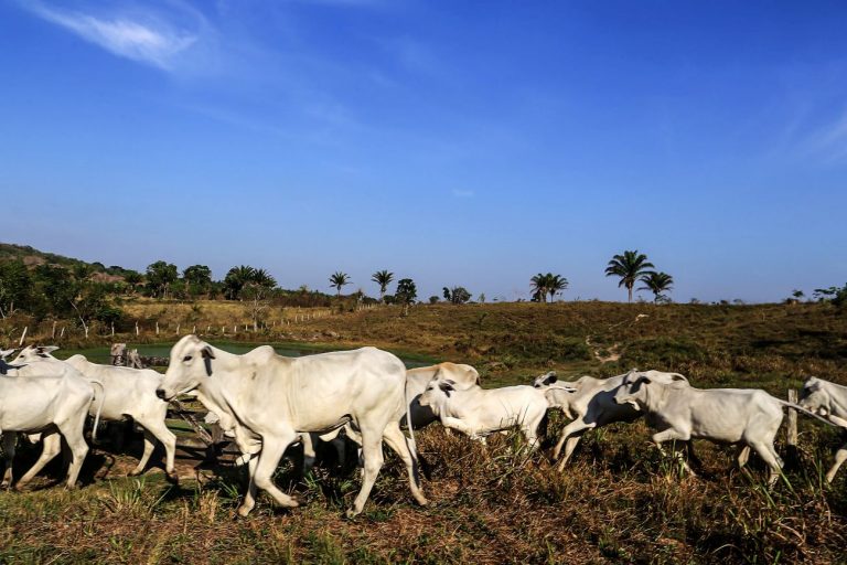 Impactos da queda na arroba do boi 32 Comissão discute consequências da queda do preço da arroba do boi
