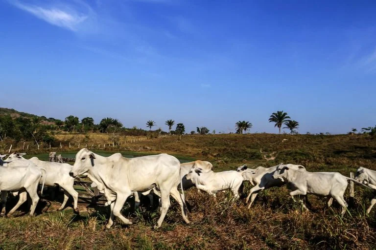 Impactos da queda na arroba do boi 11 Comissão discute consequências da queda do preço da arroba do boi