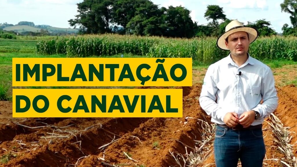 implantacao de lavoura de cana aspectos cruciais