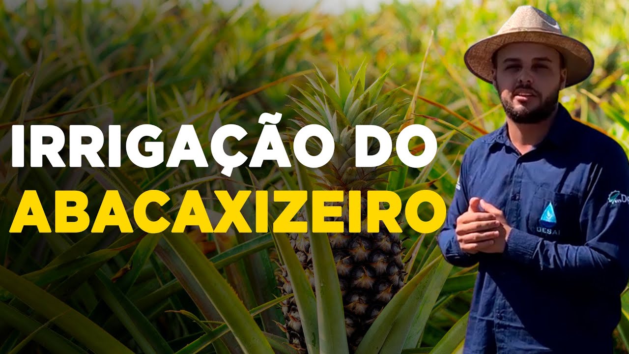 implantando irrigacao no abacaxizeiro dicas essenciais