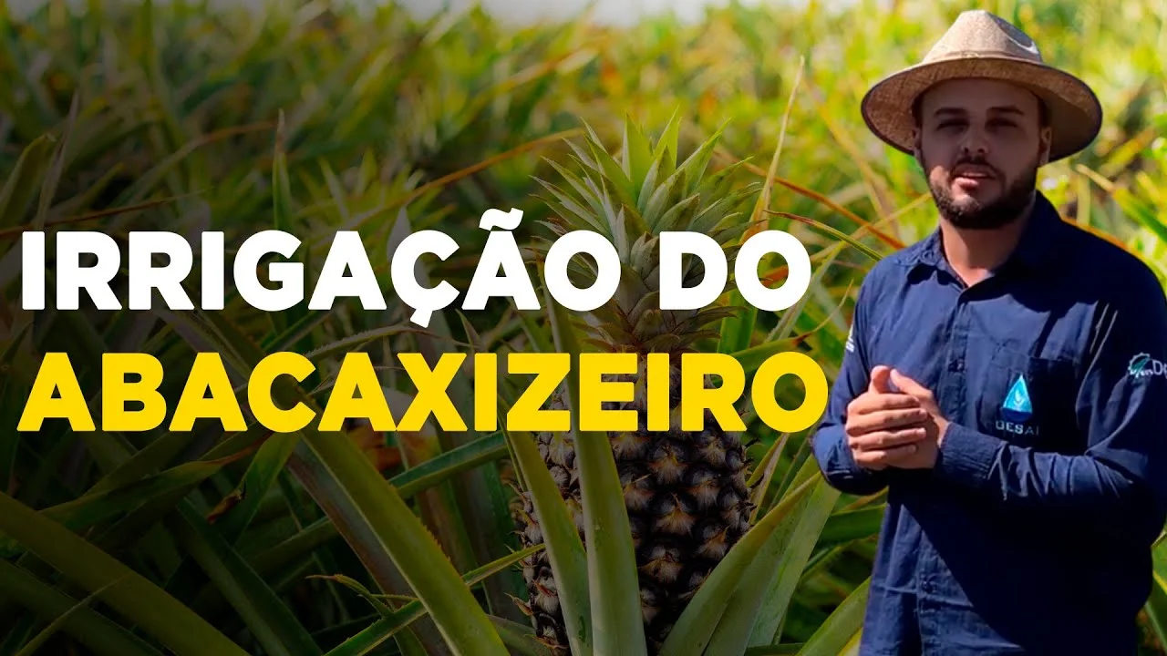 Implantando irrigação no abacaxizeiro: dicas essenciais 17 implantando irrigacao no abacaxizeiro dicas essenciais