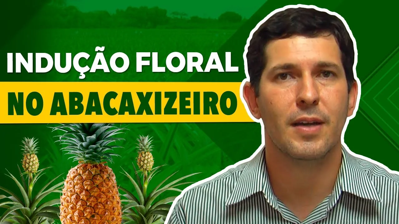 Indução Floral no Abacaxi com C. Eduardo 2 inducao floral no abacaxi com c eduardo