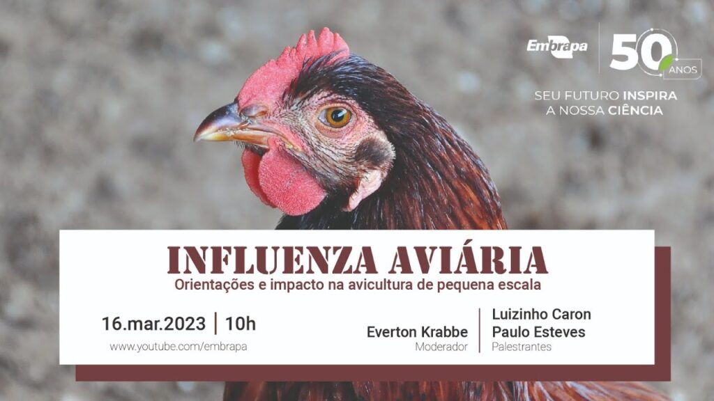 influenza aviaria orientacoes e impacto na avicultura de pequena escala