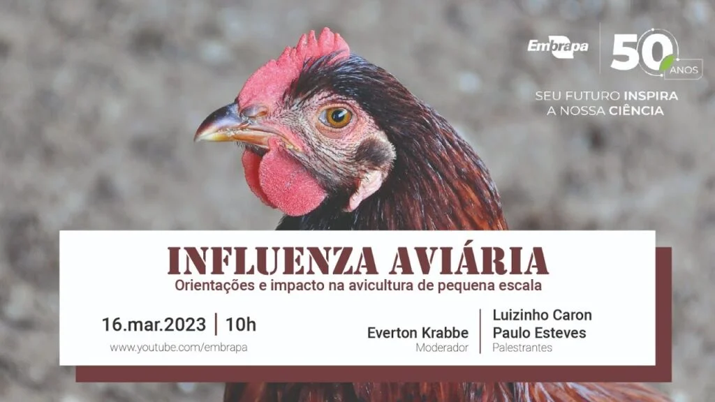 influenza aviaria orientacoes e impacto na avicultura de pequena escala