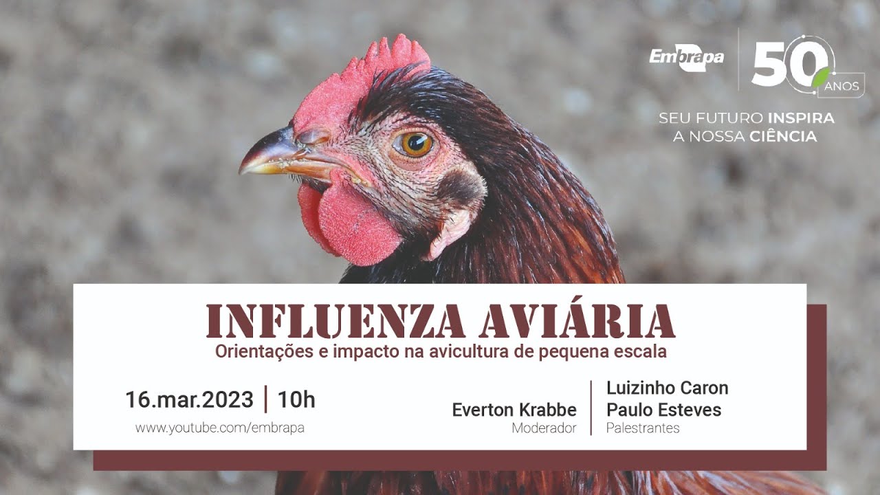 Influenza aviária – orientações e impacto na avicultura de pequena escala
