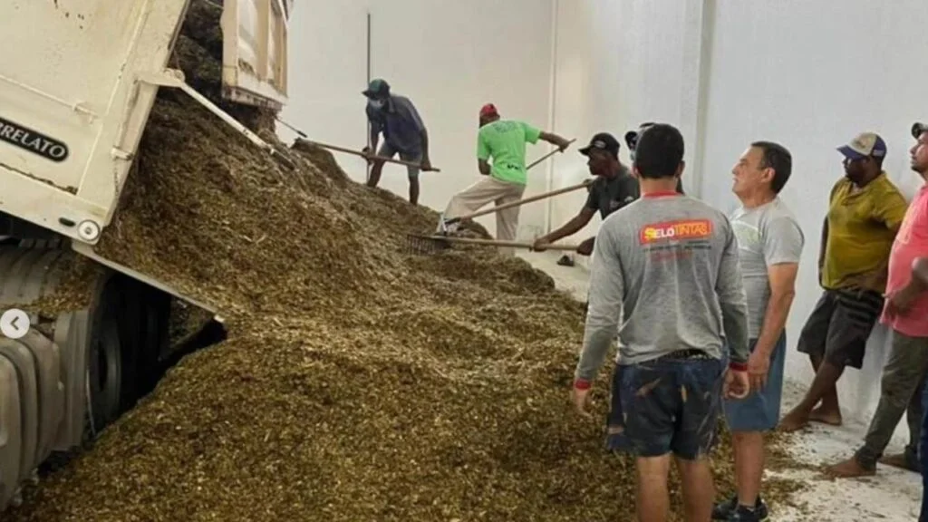 Início da distribuição de silagem em Guanambi 2 Distribuição de silagem Guanambi