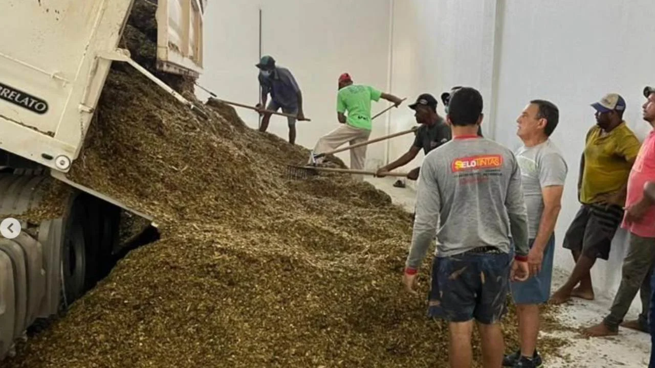 Distribuição de silagem Guanambi