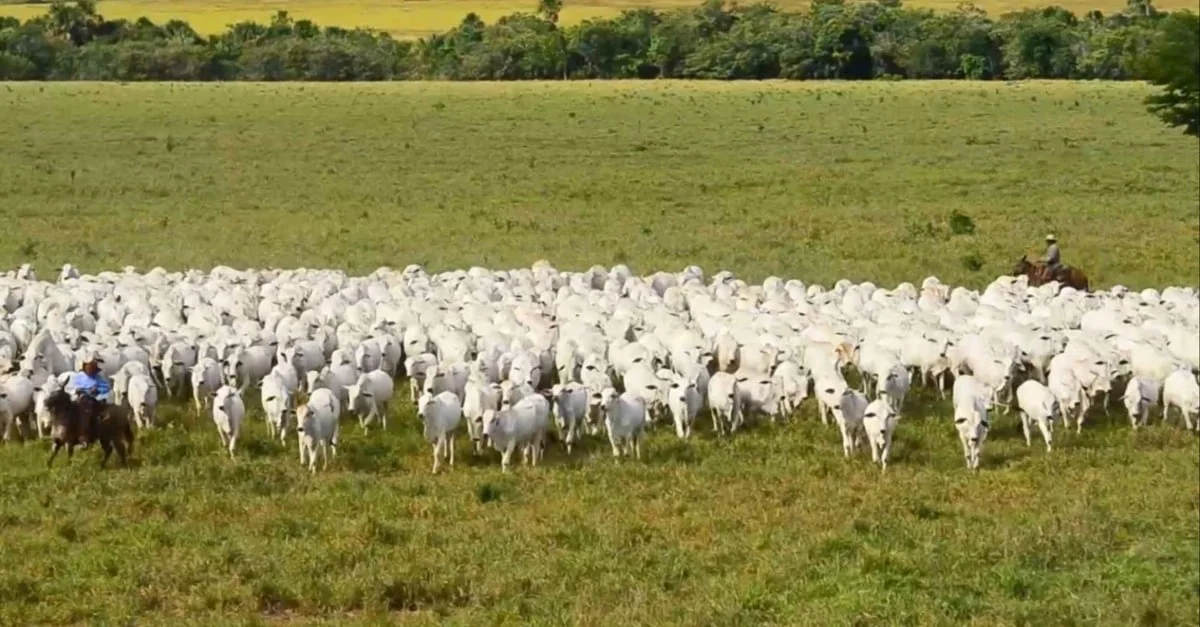 Inovações sustentáveis na carne bovina 10 As novidades que estão por vir na indústria da carne bovina para se tornar cada vez mais sustentável