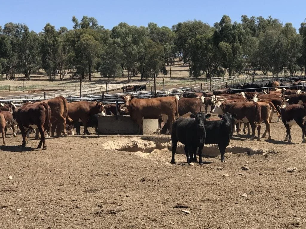 Instalação de Água: Tamanho e Qualidade 18 instalação, tamanho e qualidade da água