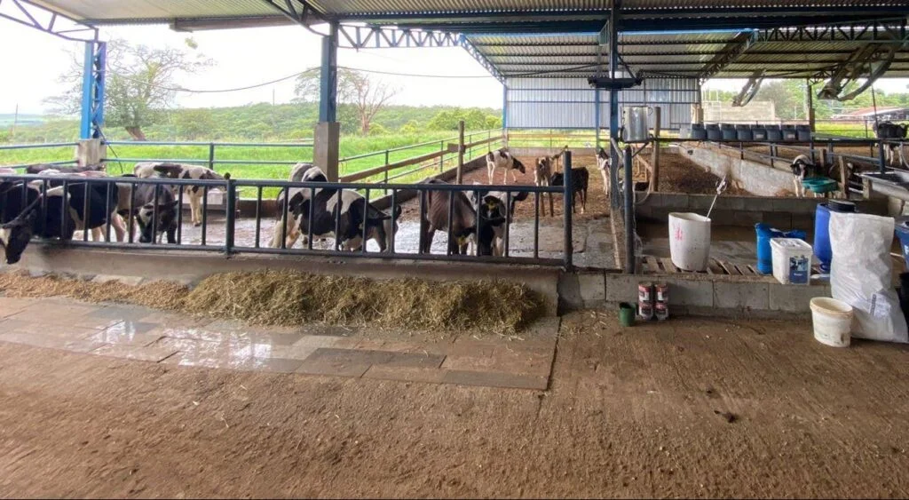tipos de instalações para bezerras leiteiras