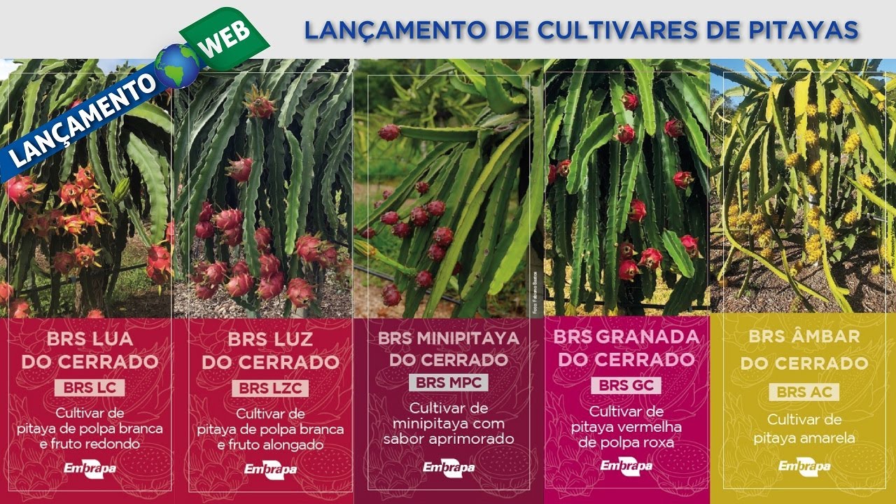 lancamento web cultivares de pitayas da embrapa