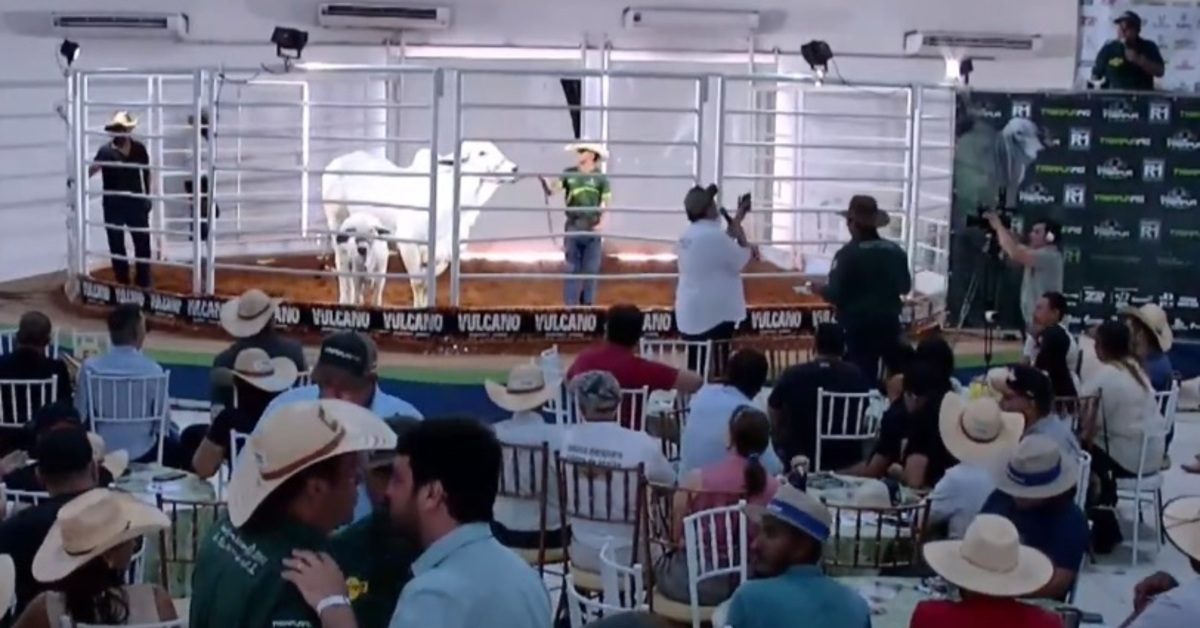 “Leilão Tabapuã da Amazônia: Touros PO a R$24.400” • Portal DBO