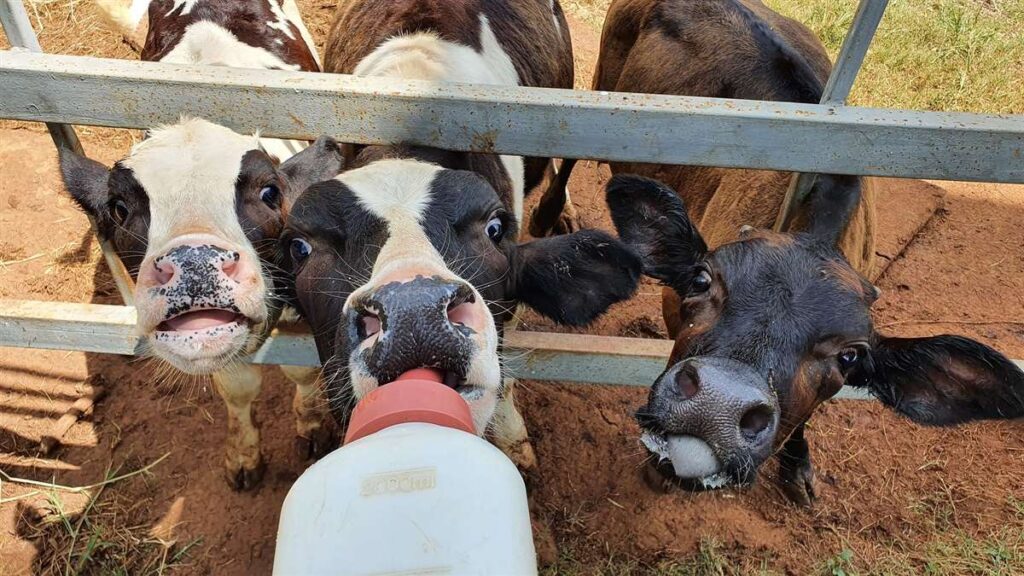 leite descarte beneficios para bezerros 1
