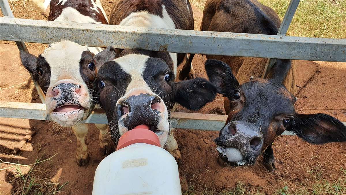 leite descarte beneficios para bezerros 1