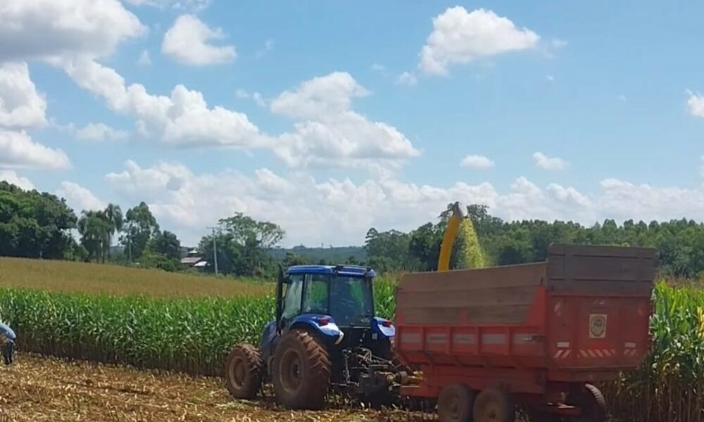 Lindolfo: Colheita do milho silagem