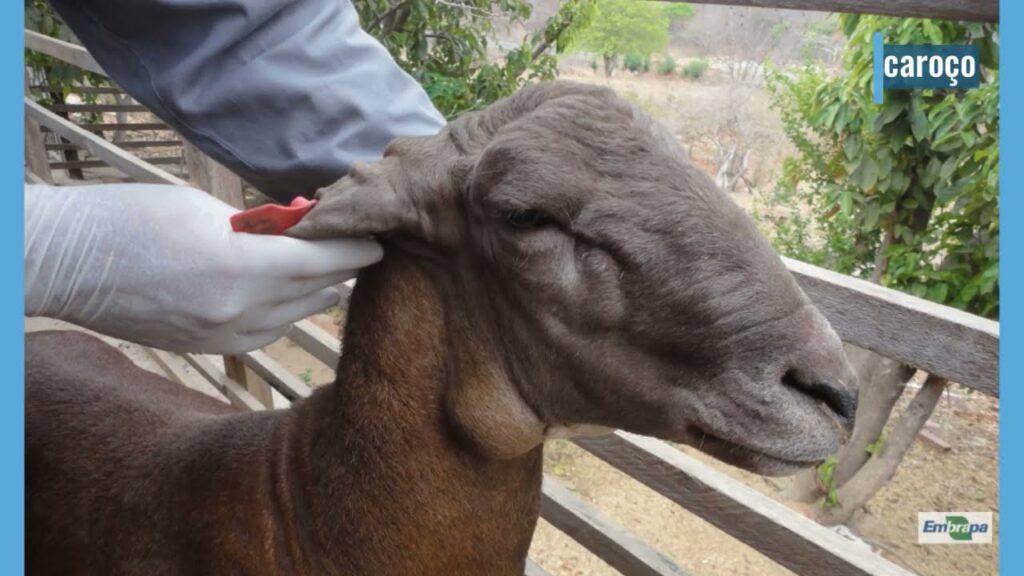 linfadenite caseosa mal do caroco em caprinos e ovinos