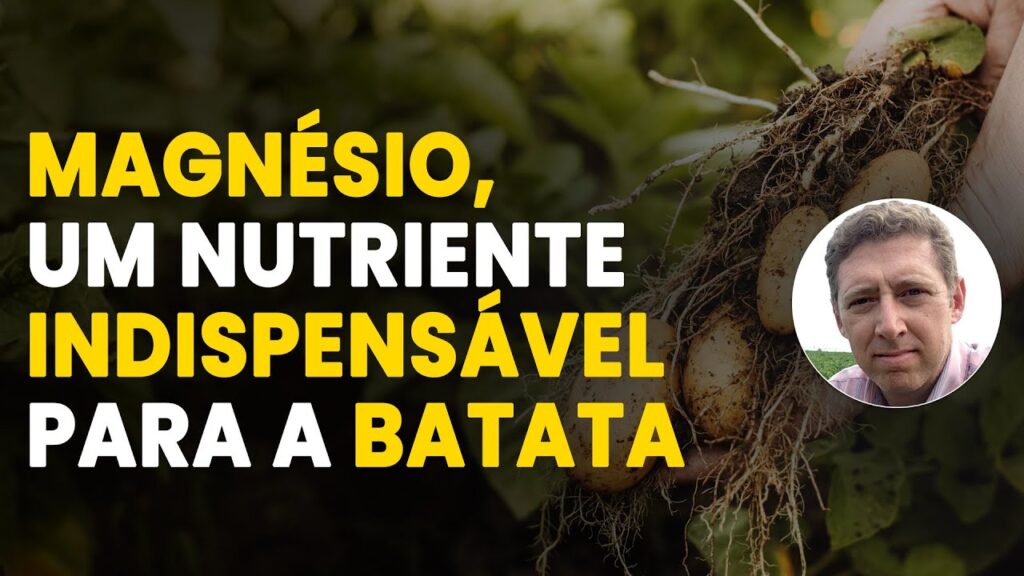 magnesio na cultura da batata importancia fundamental