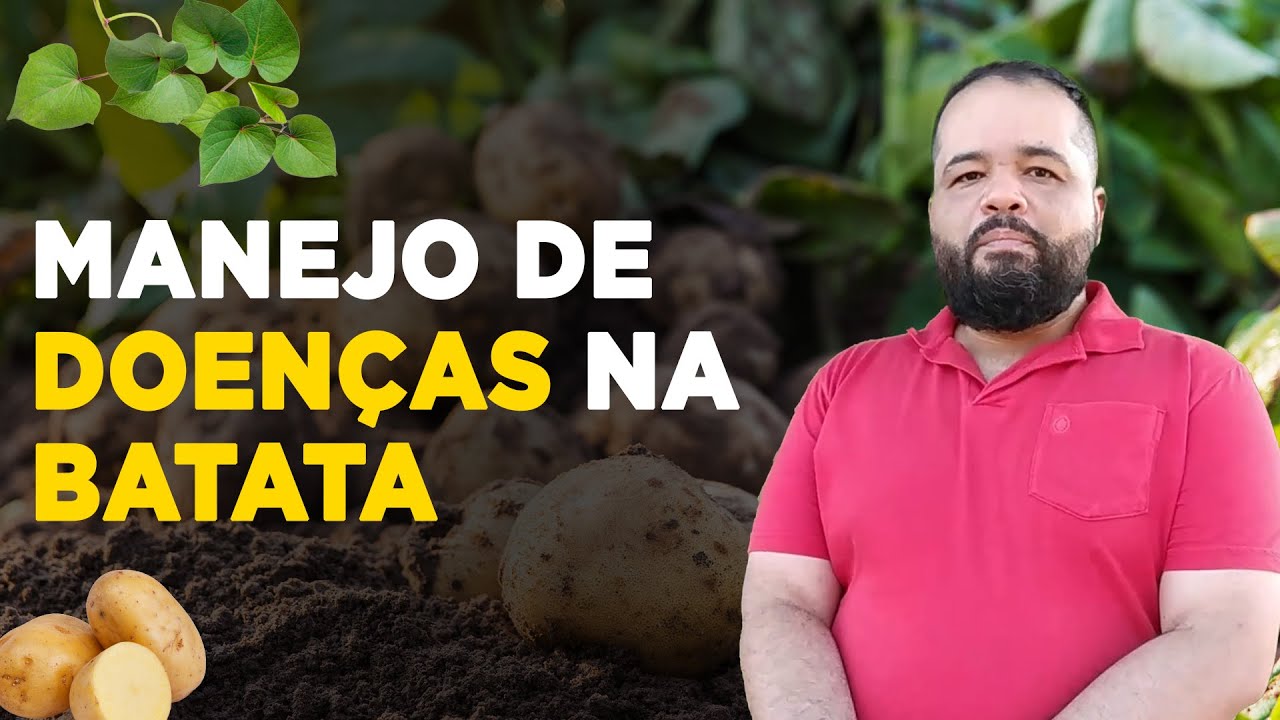 manejo de doencas na batata
