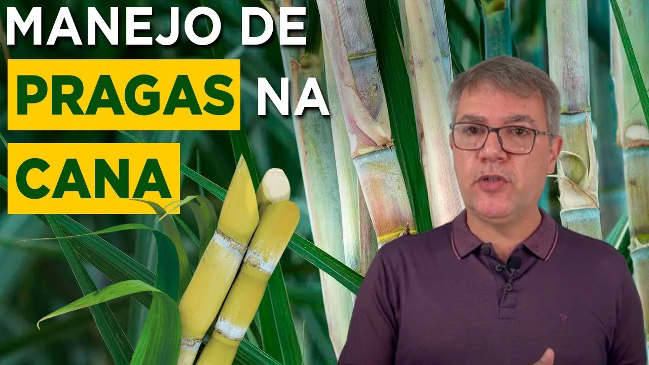 Manejo de Pragas na Cana: Tudo que Você Precisa Saber 24 Cana Pragas
