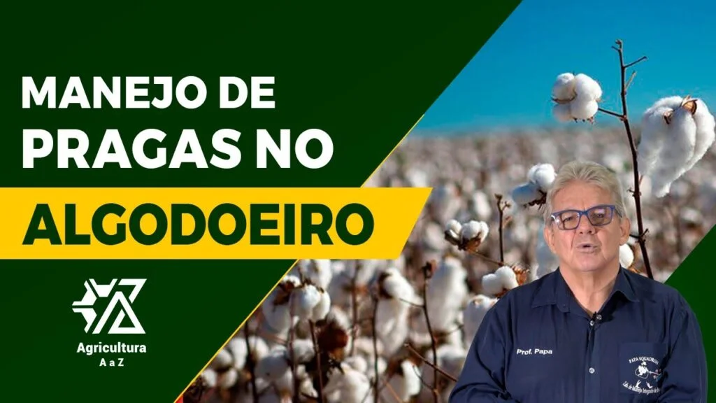 Manejo de Pragas no Algodão: Segredos 8 manejo de pragas no algodao segredos