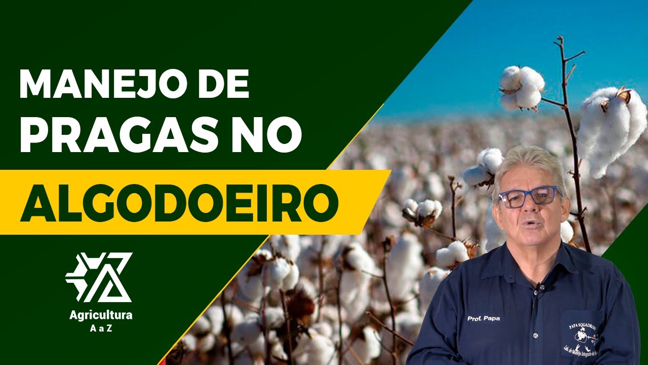 Manejo de Pragas no Algodão: Segredos
