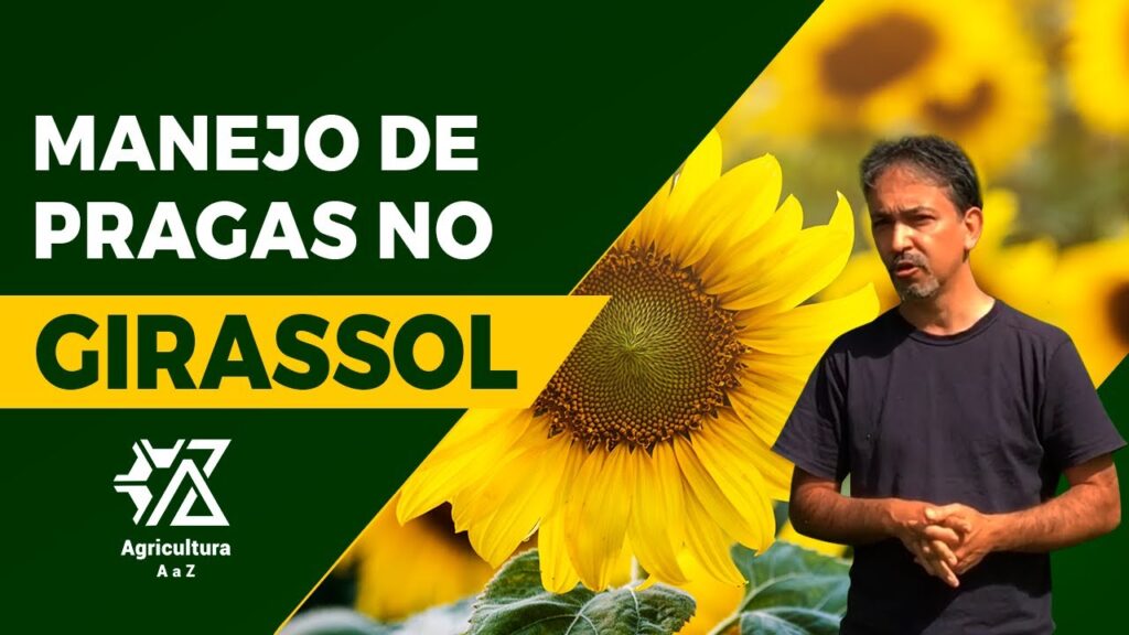 Manejo de Pragas no Girassol com Lessando Gontijo 2 manejo de pragas no girassol com lessando gontijo