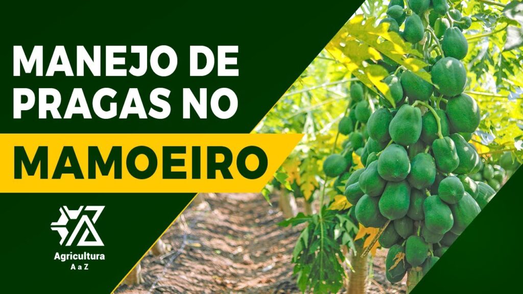 manejo de pragas no mamoeiro vanessa farias