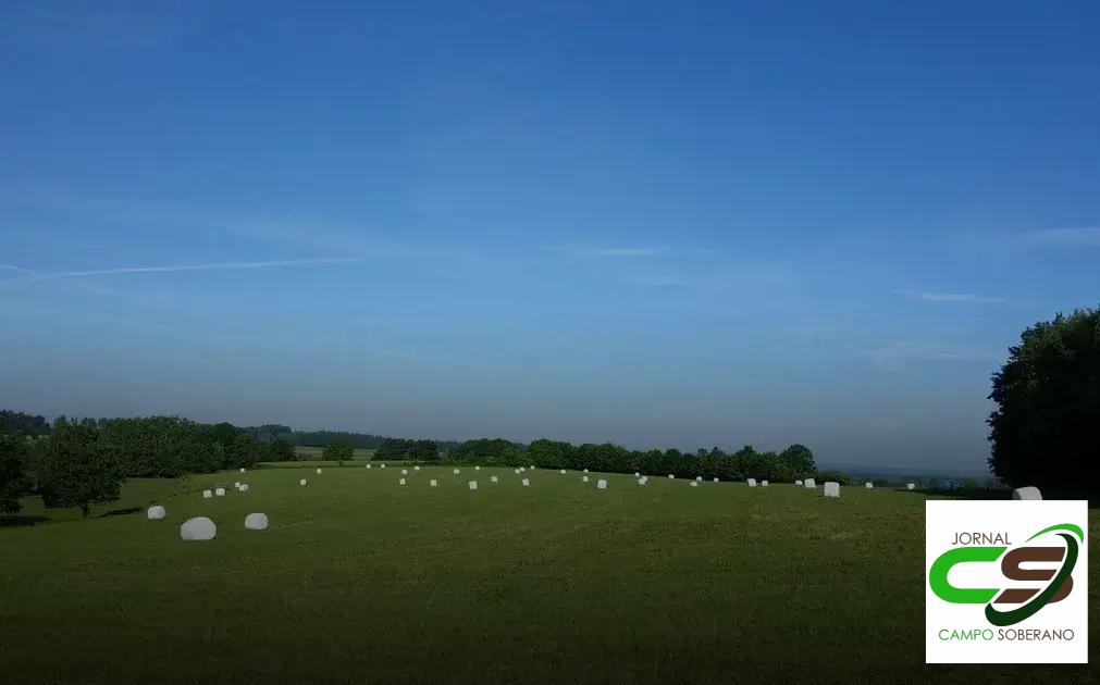 Manejo e Cuidados Específicos com Touros Nelore