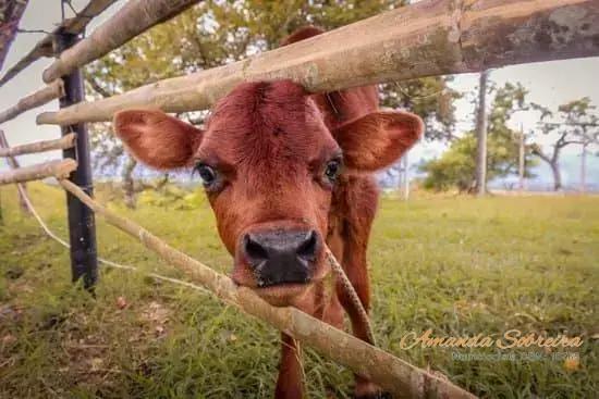 Manejo e Cuidados Essenciais com Touros Leiteiros