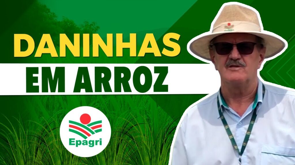 manejo eficaz de plantas daninhas no arroz dr noldin epagri