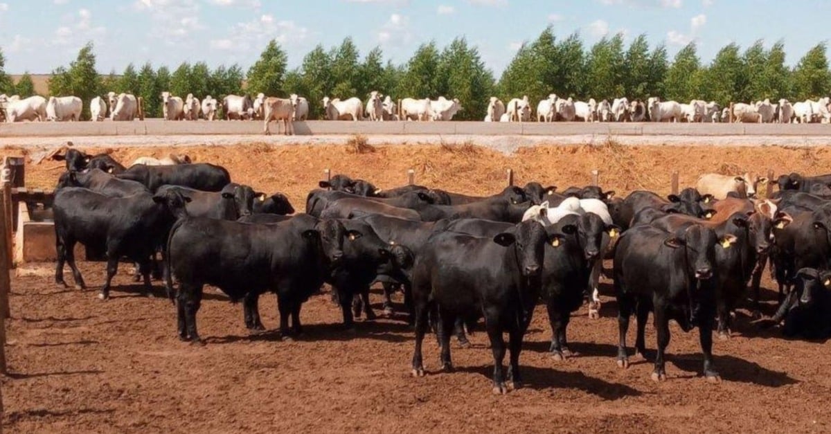 Manejo inteligente: técnica de apartação por frame reduz desperdícios do lote e aumenta lucratividade do confinamento