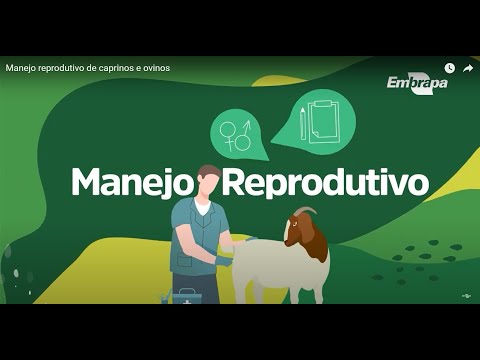 manejo reprodutivo de caprinos e ovinos