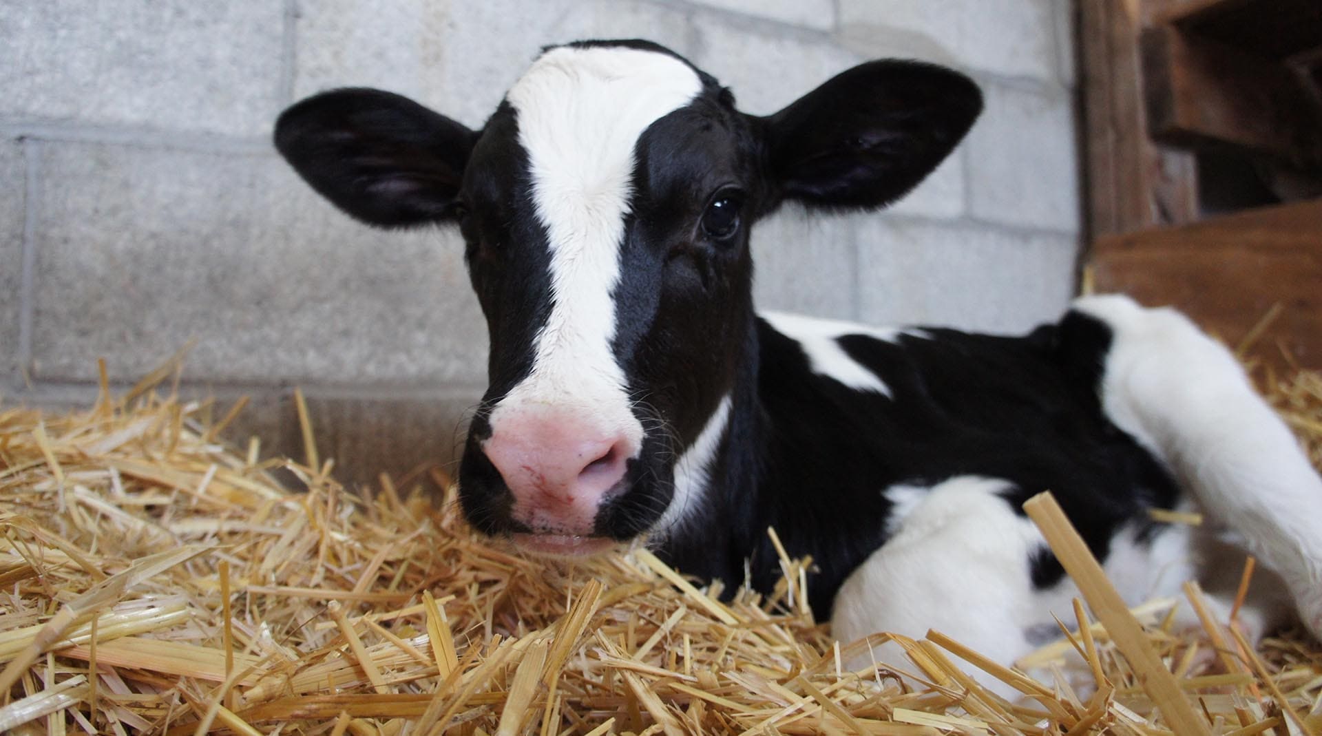 como utilizar a pasta cáustica?