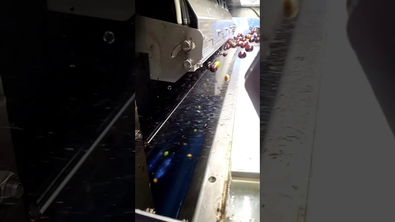 Máquina Café Cereja Eletrônica 8 maquina cafe cereja eletronica