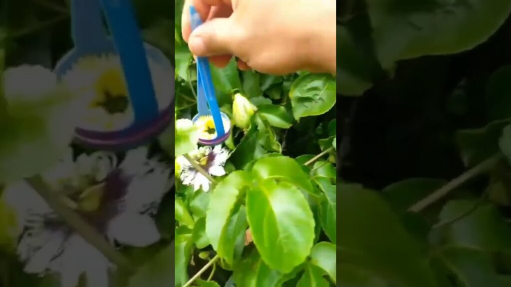 maracuja polinizacao artificial