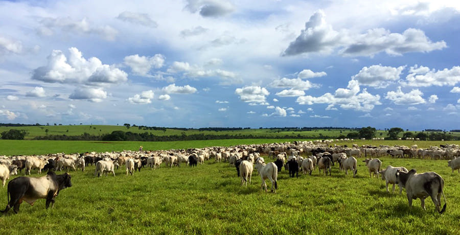 Maximizando produtividade em pastagens