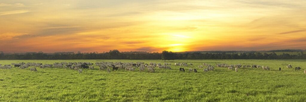 Maximize a fertilidade do solo: pasto, correção e adubação 2 Facebook