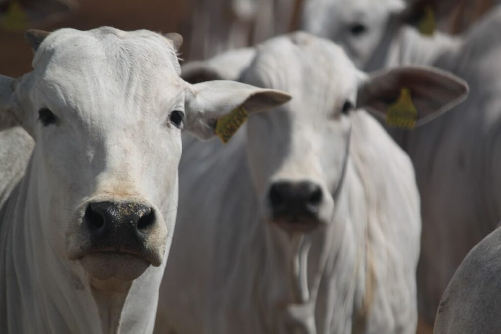 5 Benefícios do Curso Gestão na Pecuária de Corte do Rehagro