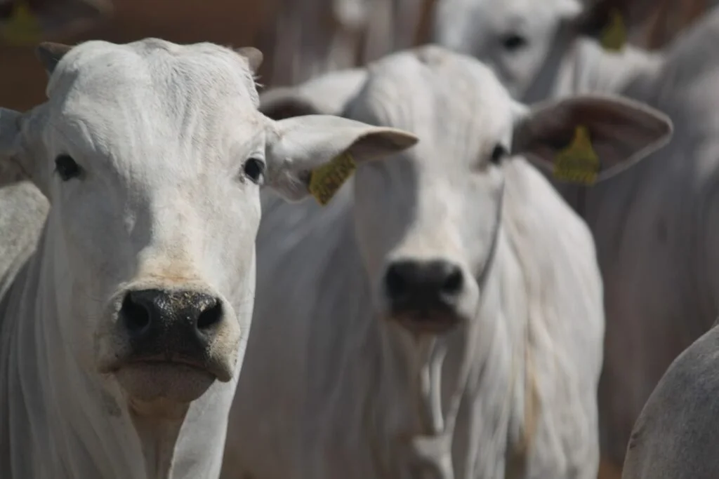 Maximize sua produção: 5 benefícios do curso de gestão na pecuária 4 5 Benefícios do Curso Gestão na Pecuária de Corte do Rehagro